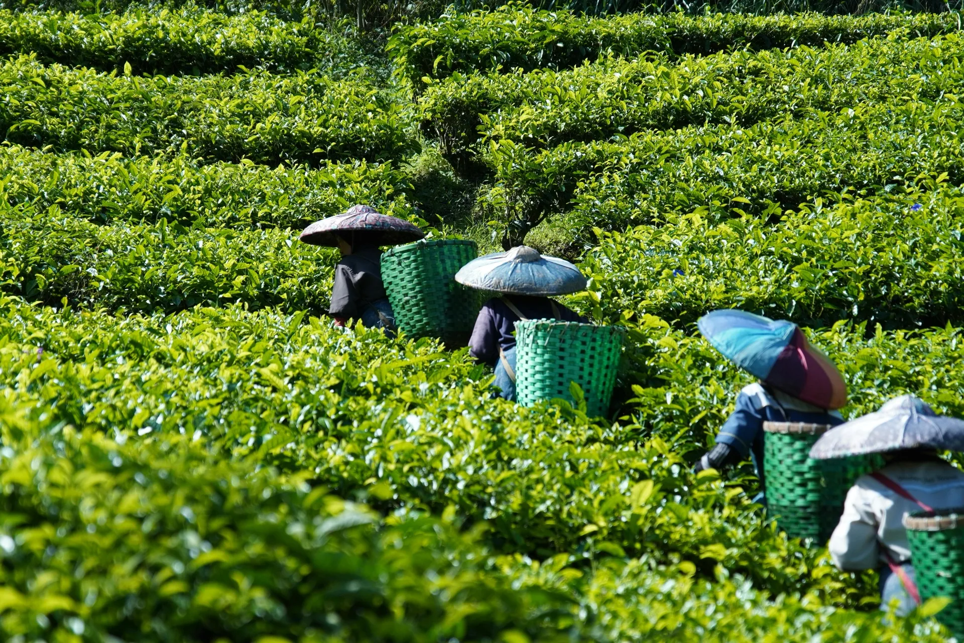Into the high tea country.