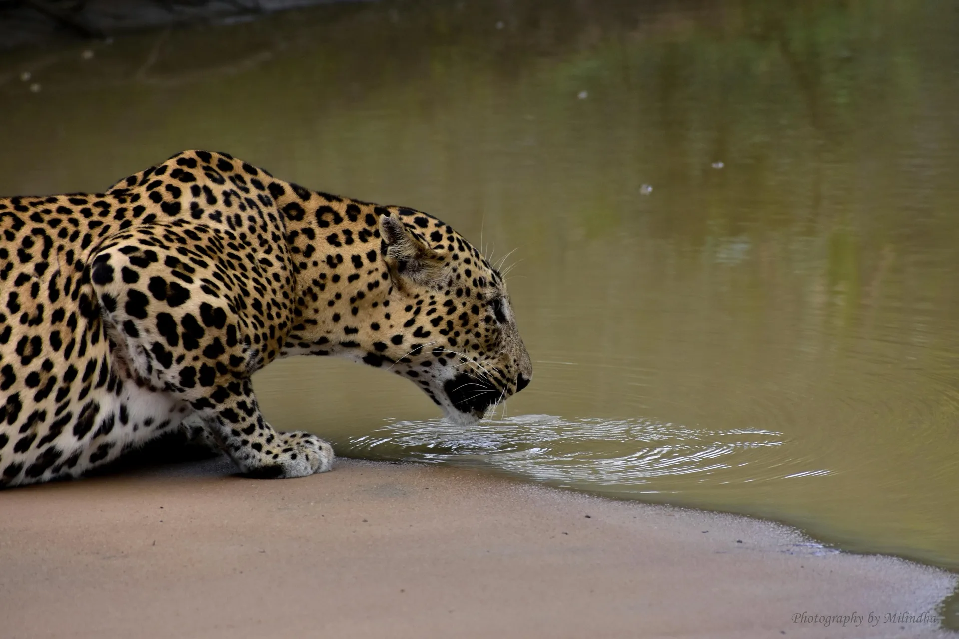 First park, first leopard.