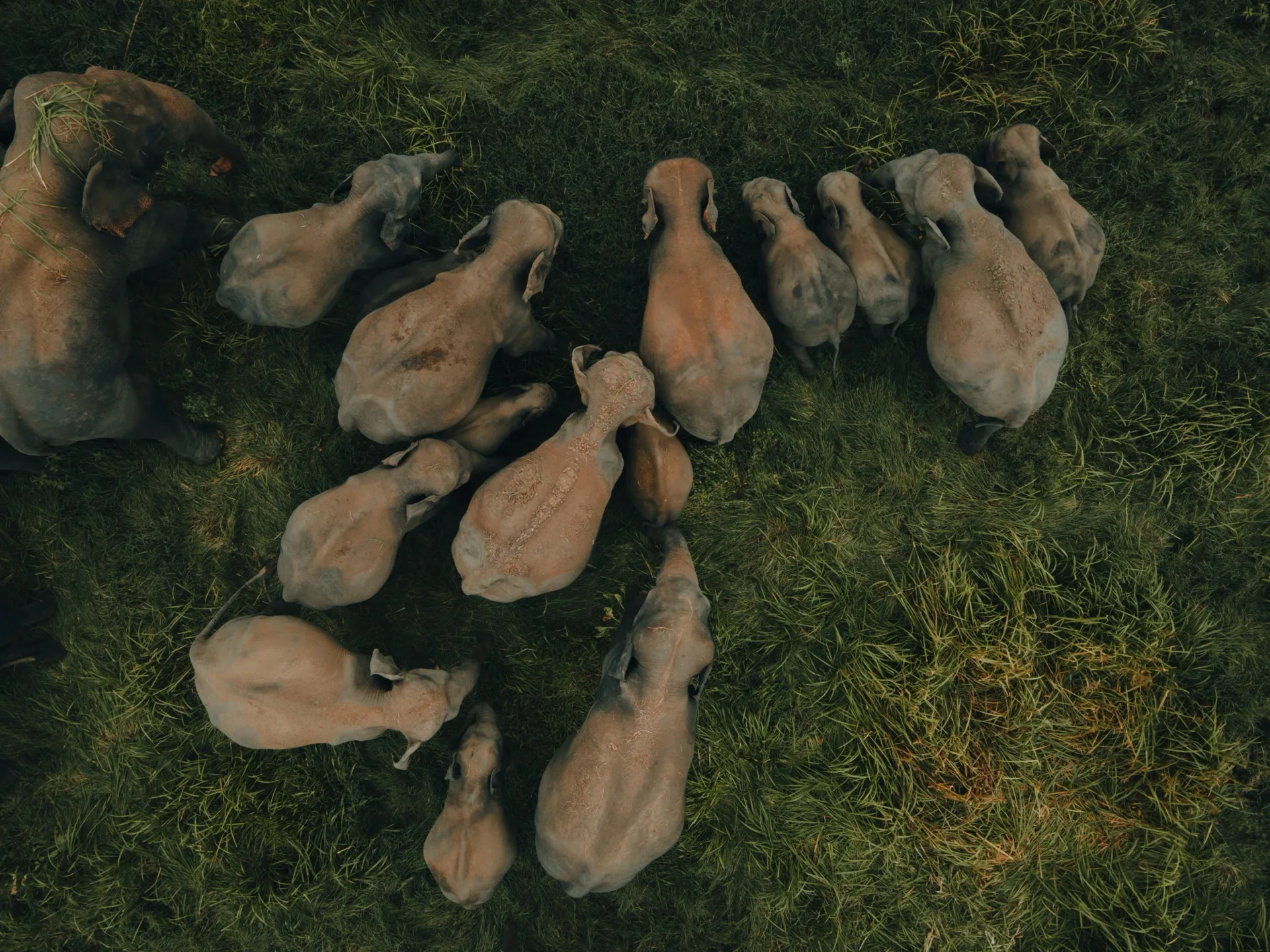 Wildlife Safari