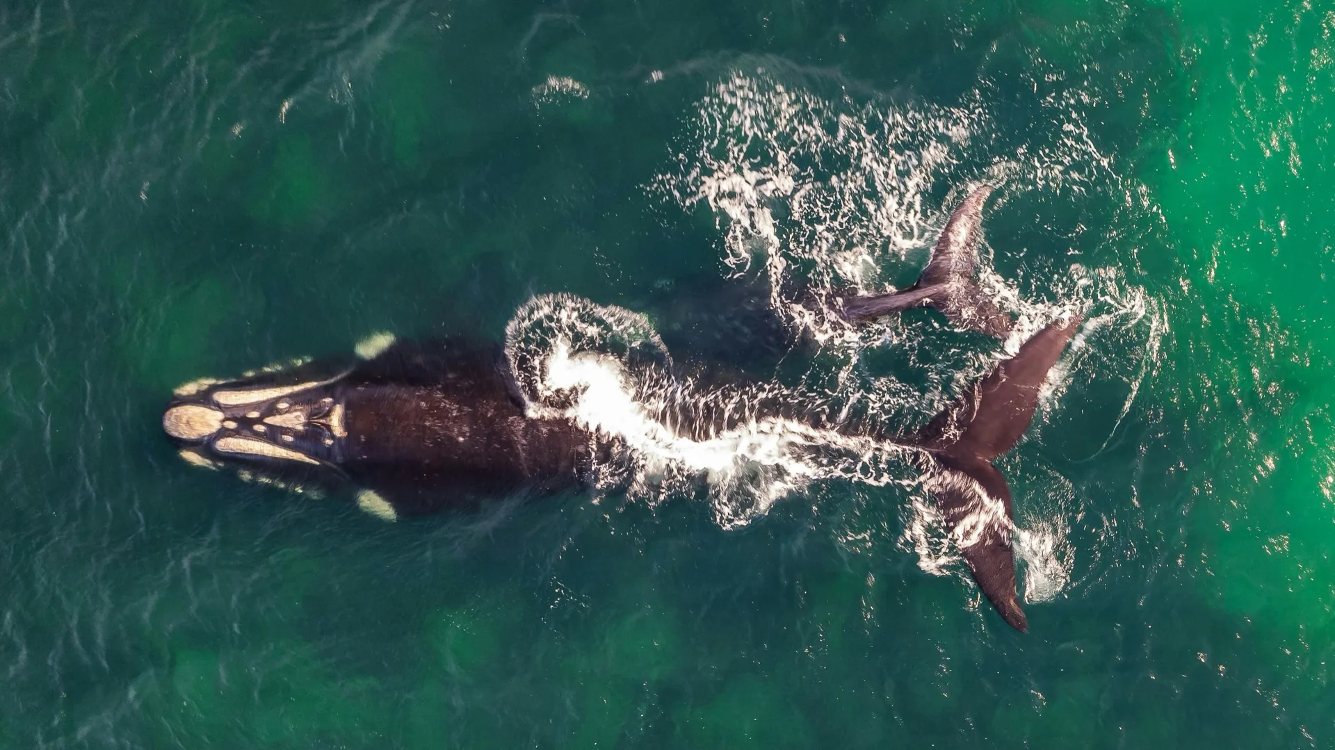 Whales of the southern coast.
